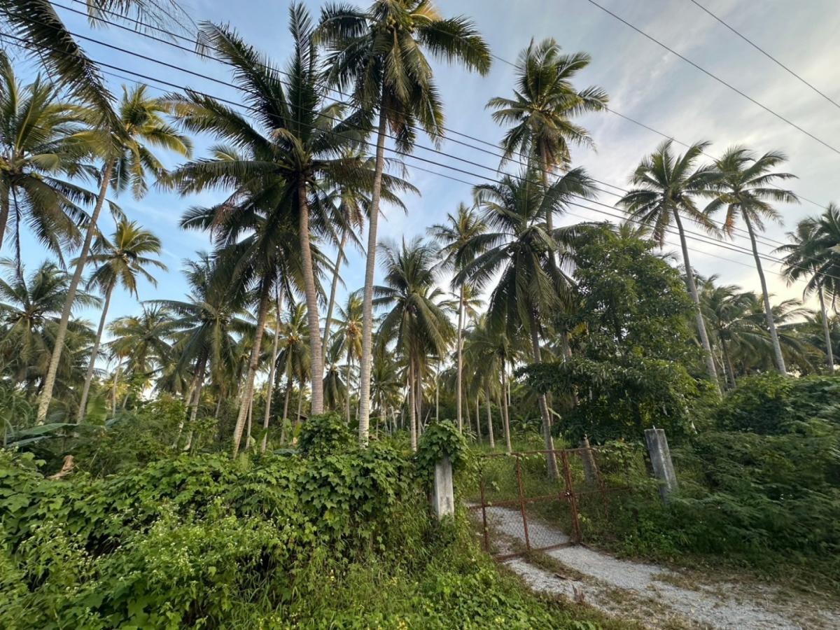 💕 สวนมะพร้าวเต็มแปลง🌾ที่ดินสำหรับขาย จ.ประจวบคีรีขันธ์ อ.บางสะพาน ต.พงศ์ประศาสน์